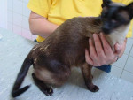 Sharabi,choc.siamese poes is op deze foto bijna 16jr.Ze heeft last van haar onderrug en krijgt acupunctuur.